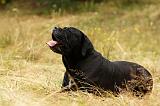 CANE CORSO 922